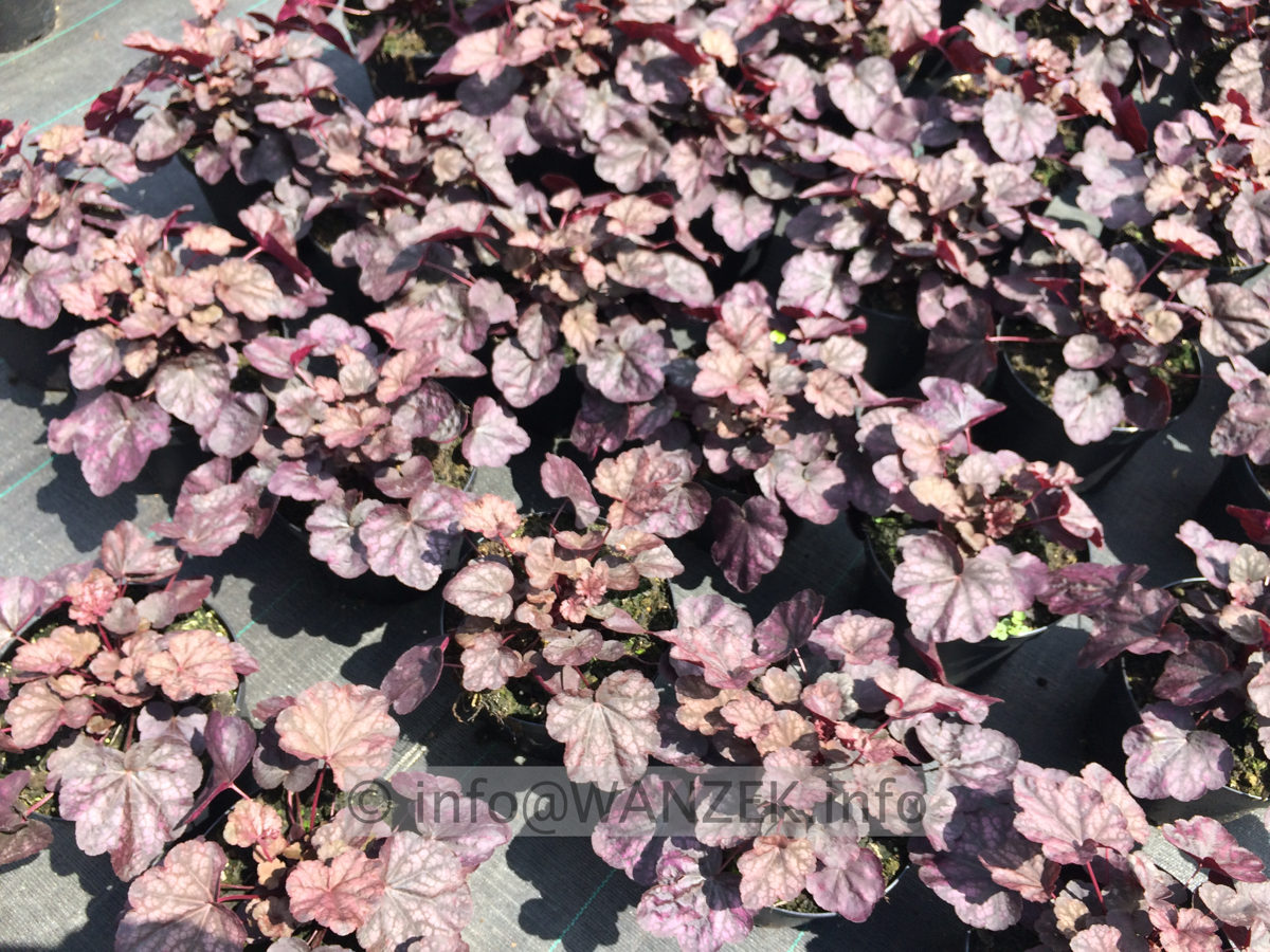Heuchera Hybride Velvet Night 09.JPG